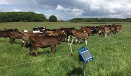 Rearing heifers at grass